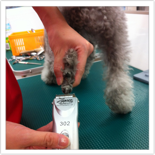 �V�����v�[�̗���3