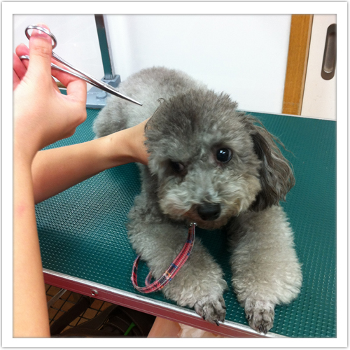 �V�����v�[�̗���4-2