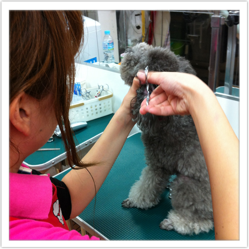 �V�����v�[�̗���4