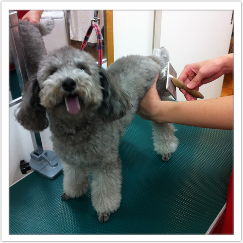 �V�����v�[�̗���5