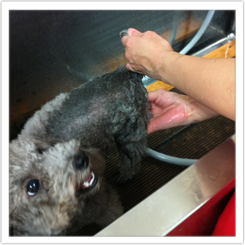 �V�����v�[�̗���6