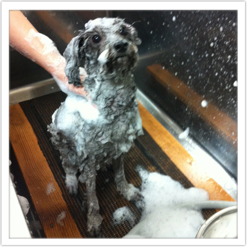 �V�����v�[�̗���7-2