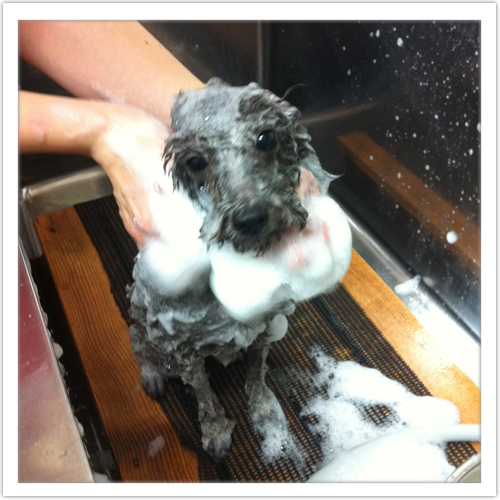 �V�����v�[�̗���7-3