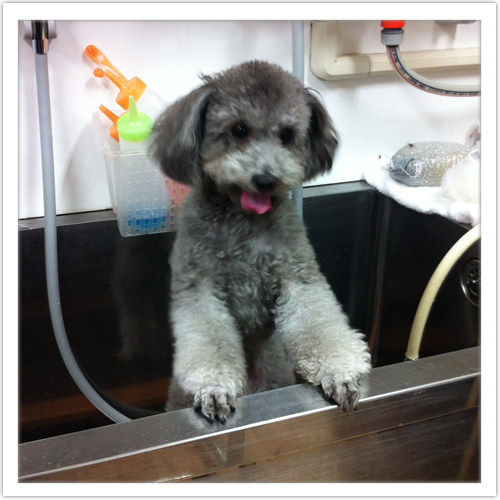 �V�����v�[�̗���7