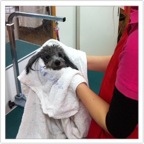 �V�����v�[�̗���8