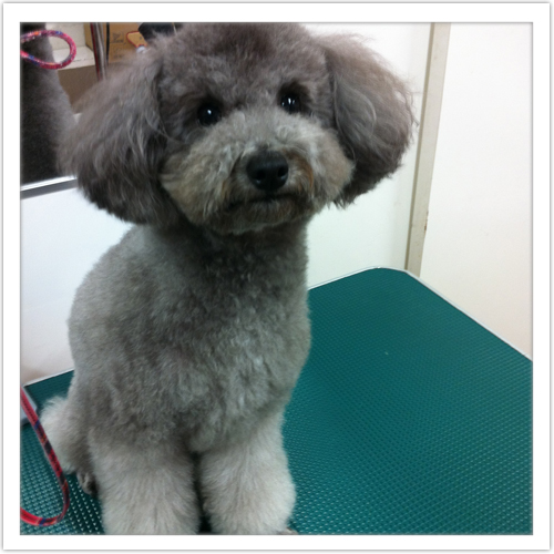 �V�����v�[�̗���9