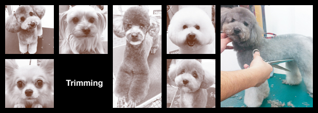 �g���~���O/trimming�摜