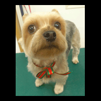 �g���~���O�摜���[�N�V���[�e���A1