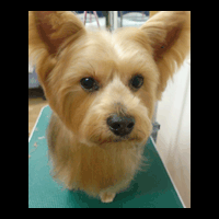 �g���~���O�摜���[�N�V���[�e���A10