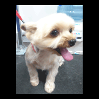 �g���~���O�摜���[�N�V���[�e���A11