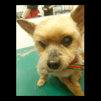 �g���~���O�摜���[�N�V���[�e���A13