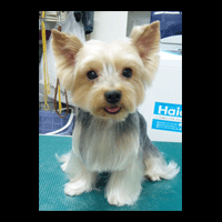 �g���~���O�摜���[�N�V���[�e���A14