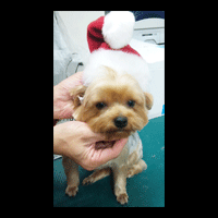 �g���~���O�摜���[�N�V���[�e���A15