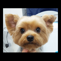 �g���~���O�摜���[�N�V���[�e���A16