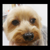 �g���~���O�摜���[�N�V���[�e���A17