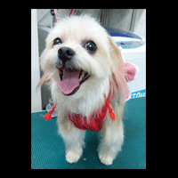 �g���~���O�摜���[�N�V���[�e���A19