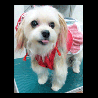 �g���~���O�摜���[�N�V���[�e���A20