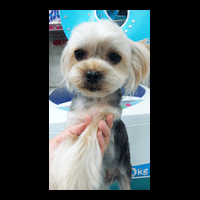 �g���~���O�摜���[�N�V���[�e���A21