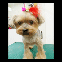 �g���~���O�摜���[�N�V���[�e���A22