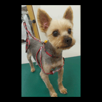 �g���~���O�摜���[�N�V���[�e���A4