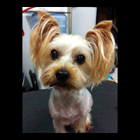 �g���~���O�摜���[�N�V���[�e���A5