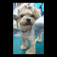 �g���~���O�摜���[�N�V���[�e���A7