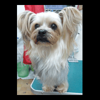 �g���~���O�摜���[�N�V���[�e���A8